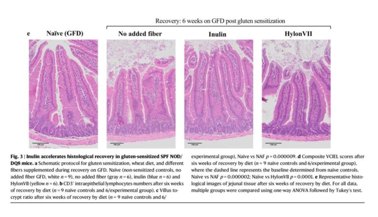 Celiachia e fibre: perché la dieta senza glutine potrebbe non bastare